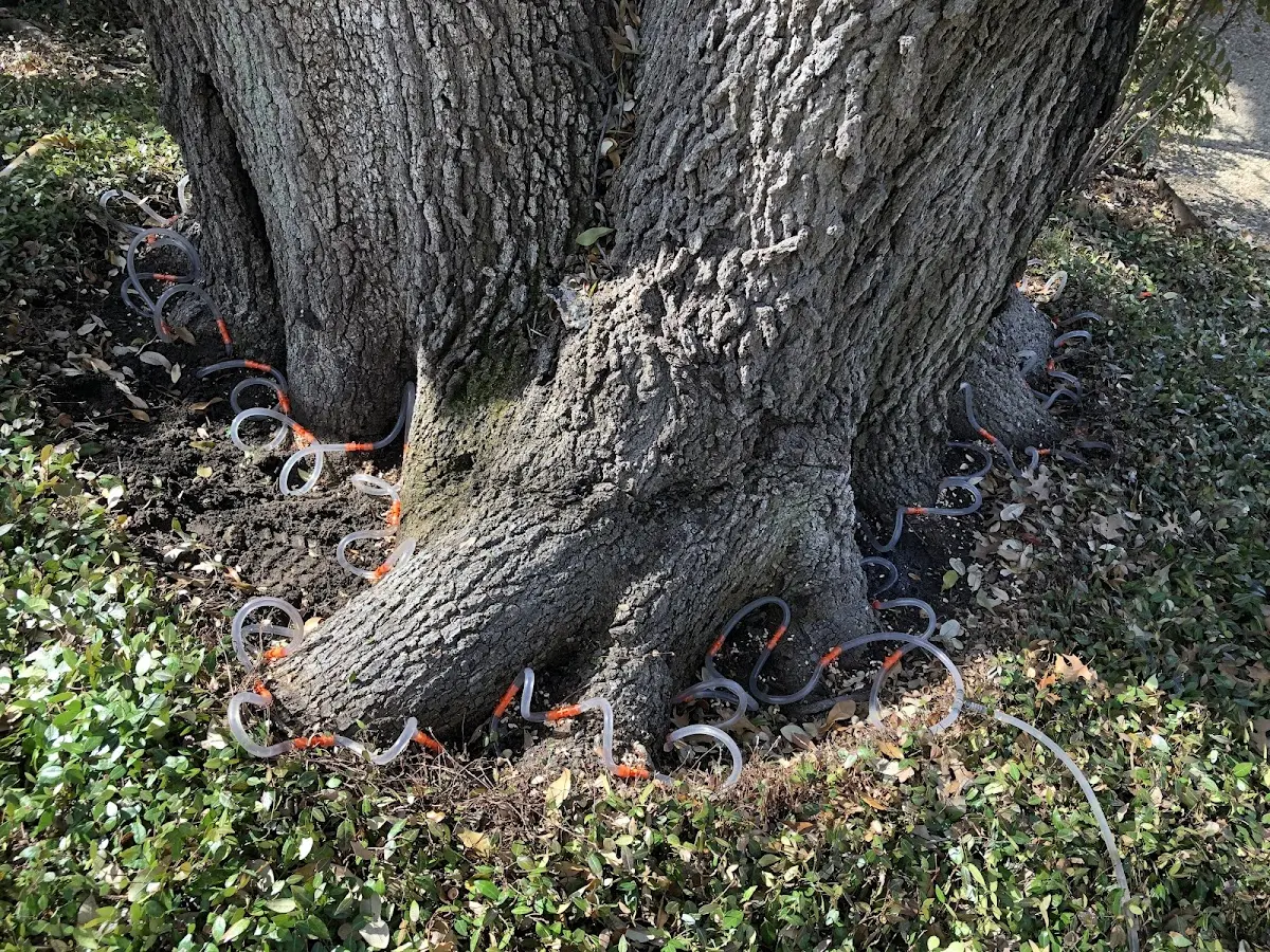 Detailed Tree Cabling and Bracing job site in Frackville