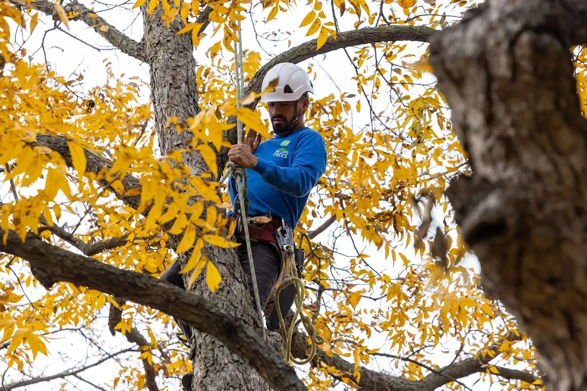 Skilled Tree Planing crew working in Frackville