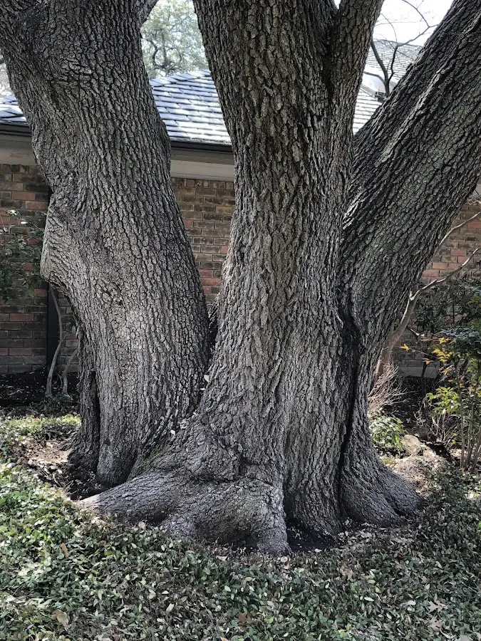 Mature heritage tree close to a Frackville property cared for by certified arborists